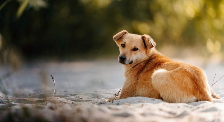 Disparu depuis cinq ans, ce chien a été retrouvé à 3 700 km de son domicile