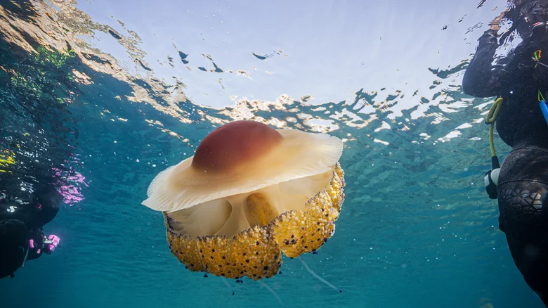 Le loup gris italien dans son habitat naturel