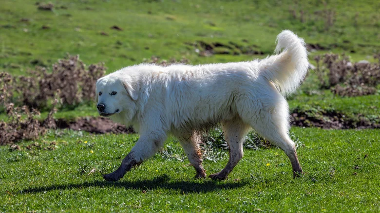 Un chien de berger Maremmano-Abruzzese gardant un troupeau