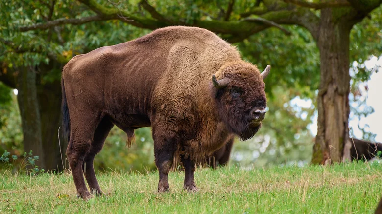 Le bison européen dans un parc naturel