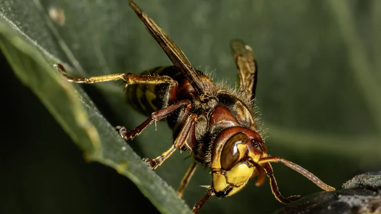 Le frelon oriental, un insecte dangereux