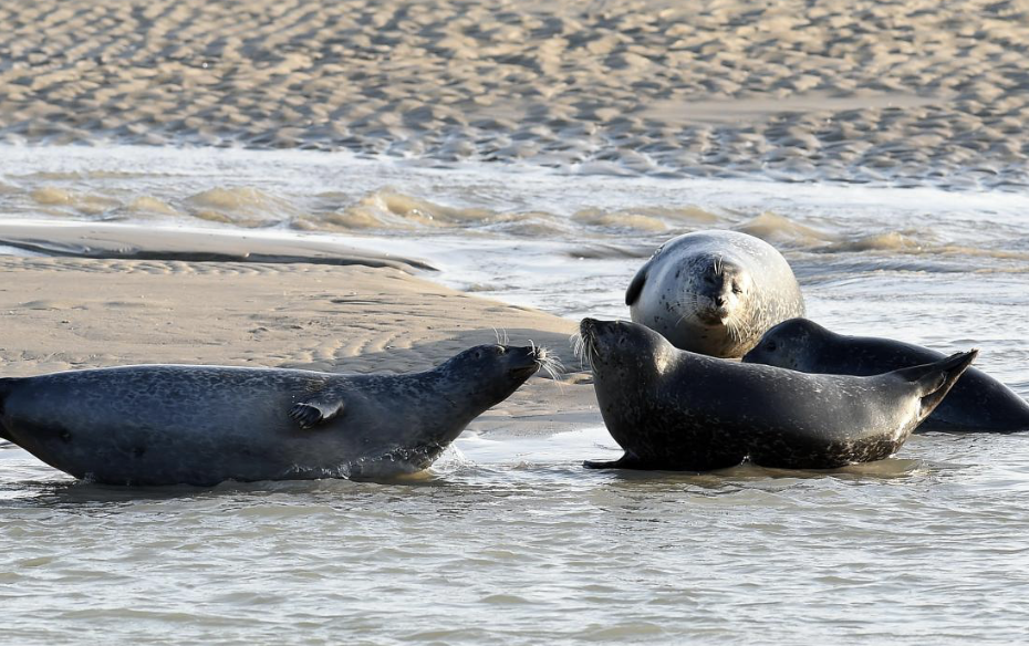 Un phoque se reposant sur la côte d'Opale
